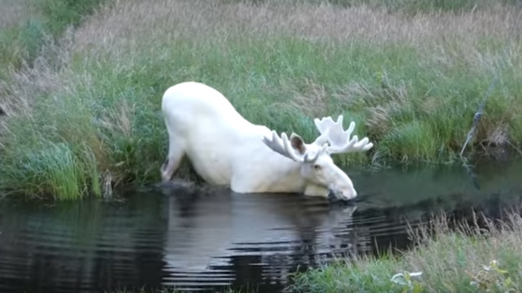 White Moose